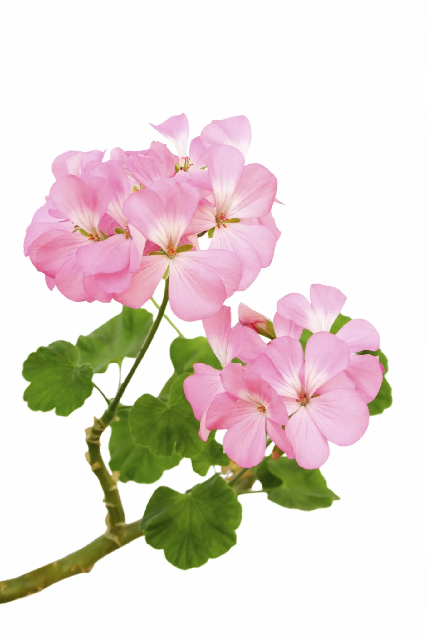 ROSE GERANIUM CLEANSER, 1 oz. Trial Size.